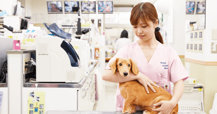 愛玩動物看護学科 愛玩動物看護学科 学科 コース 専門学校 名古屋スクール オブ ビジネス Nsb