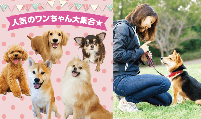 人気犬種大集合 人気犬種といっしょに ドッグトレーナー体験 ドッグトレーナーコース 体験入学 専門学校 名古屋スクール オブ ビジネス Nsb