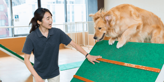 大型犬のトレーニング体験