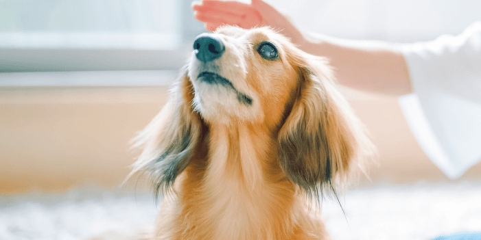 トレーニングの基礎を学ぼう犬のしつけ体験