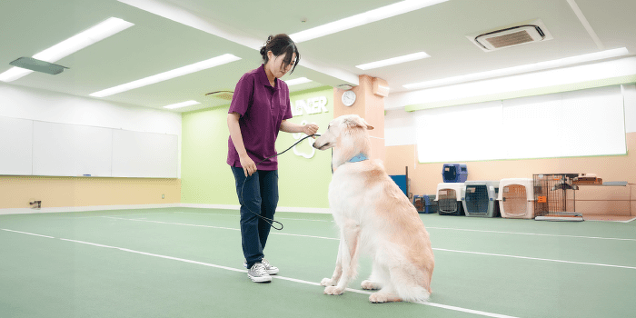 家庭犬トレーナーと一緒に犬のトレーニング体験