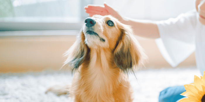 トレーニングの基礎を学ぼう！犬のしつけ体験