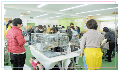 学内で猫譲渡会を開催